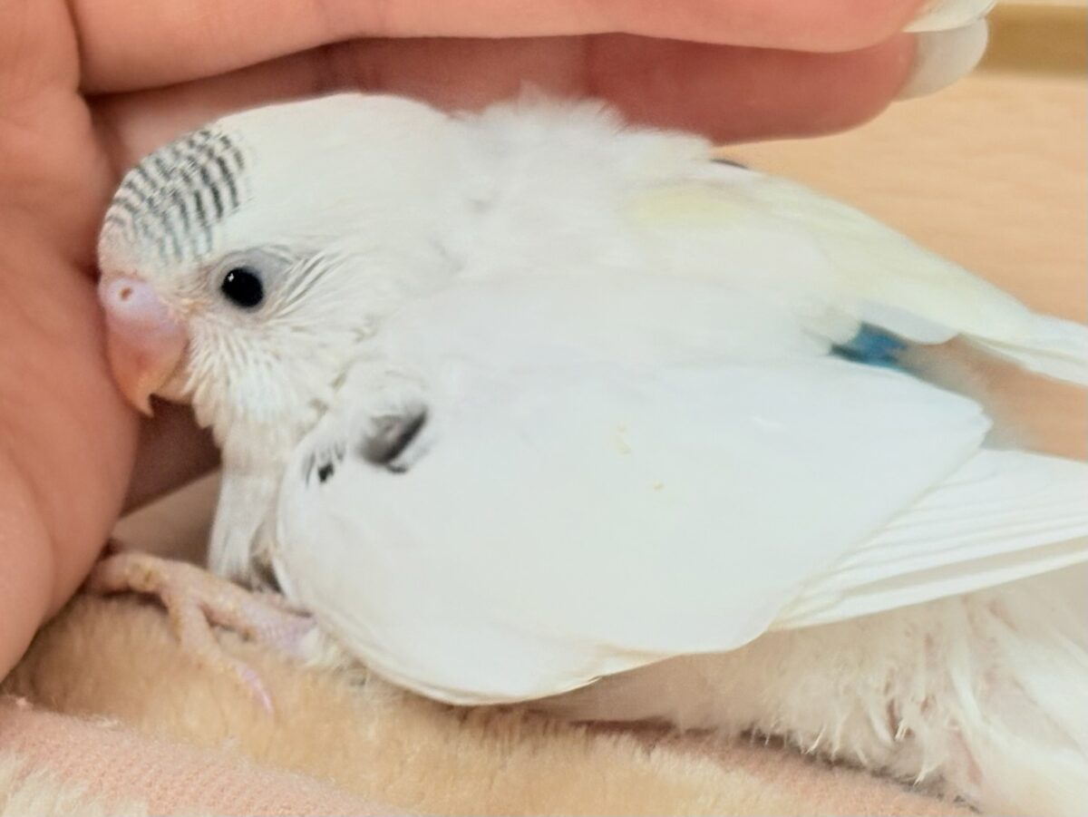頭の模様🤍🫶🖤素敵でしょ❣️セキセイインコ(白ハルクイン)ヒナ セキセイインコ