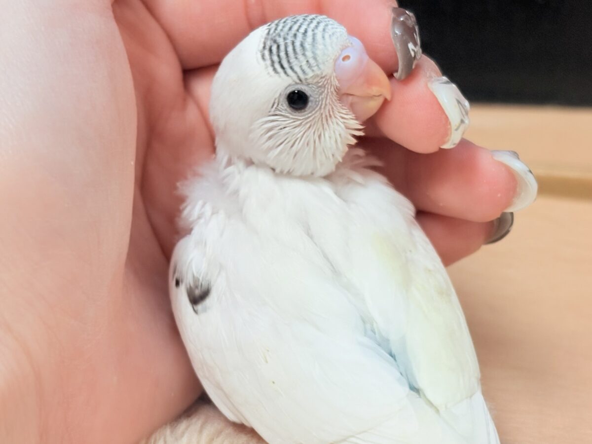 頭の模様🤍🫶🖤素敵でしょ❣️セキセイインコ(白ハルクイン)ヒナ セキセイインコ