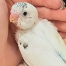 頭の模様‎🤍🫶🖤素敵でしょ❣️セキセイインコ(白ハルクイン)ヒナ