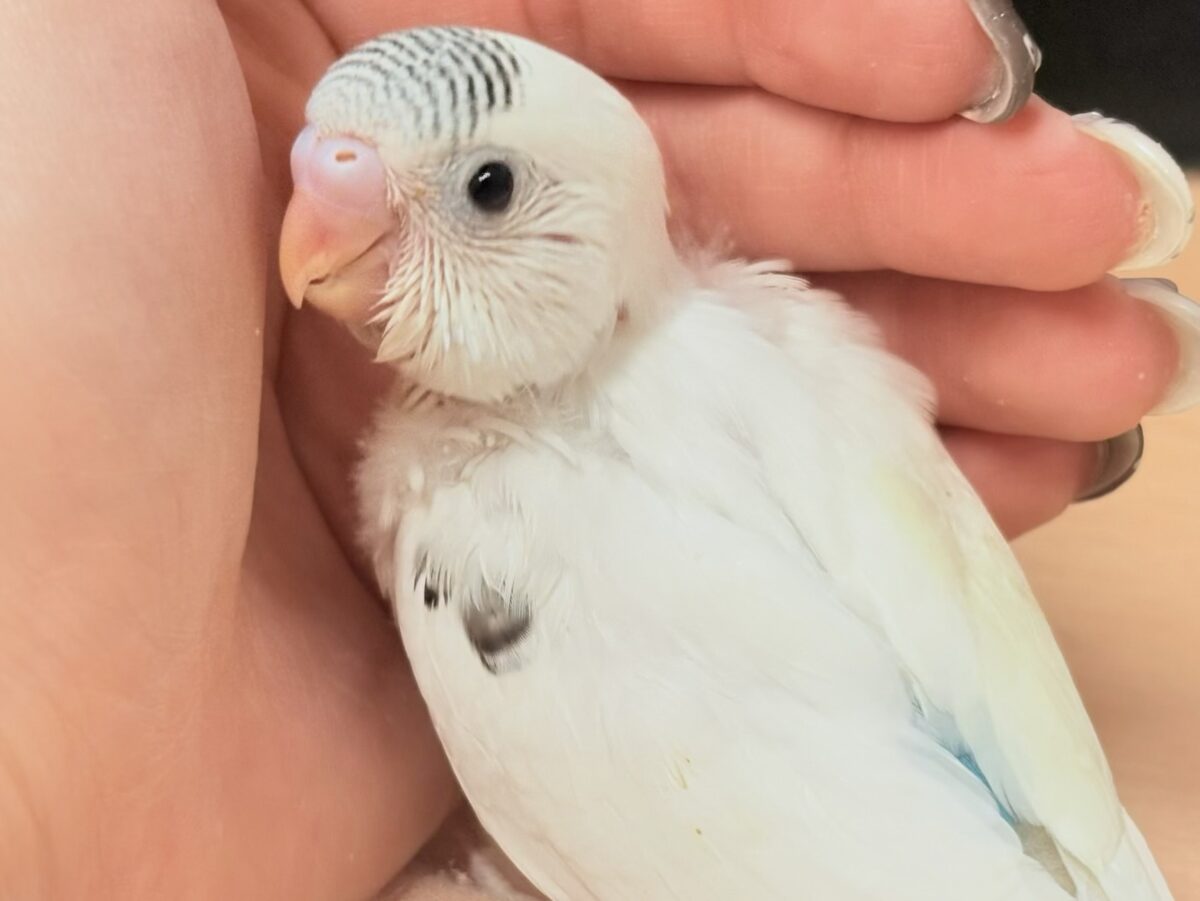 頭の模様🤍🫶🖤素敵でしょ❣️セキセイインコ(白ハルクイン)ヒナ セキセイインコ