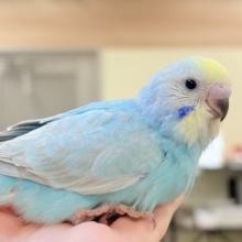 夢見るパステルカラー🩷🦄☁🩵セキセイインコ(パステルレインボー)ヒナ