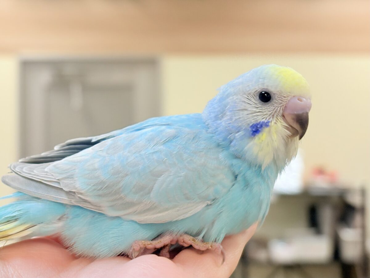 夢見るパステルカラー🩷🦄☁🩵セキセイインコ(パステルレインボー)ヒナ セキセイインコ