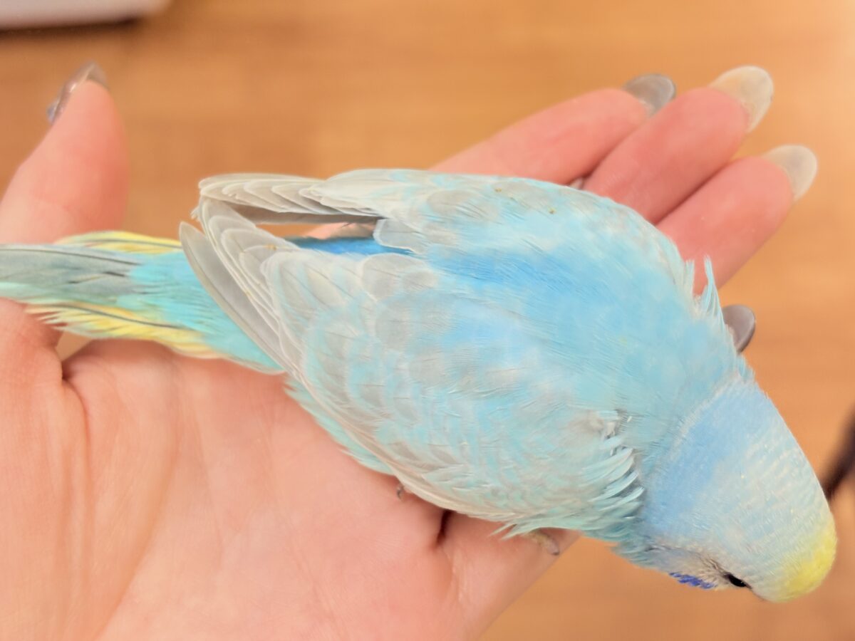 夢見るパステルカラー🩷🦄☁🩵セキセイインコ(パステルレインボー)ヒナ セキセイインコ