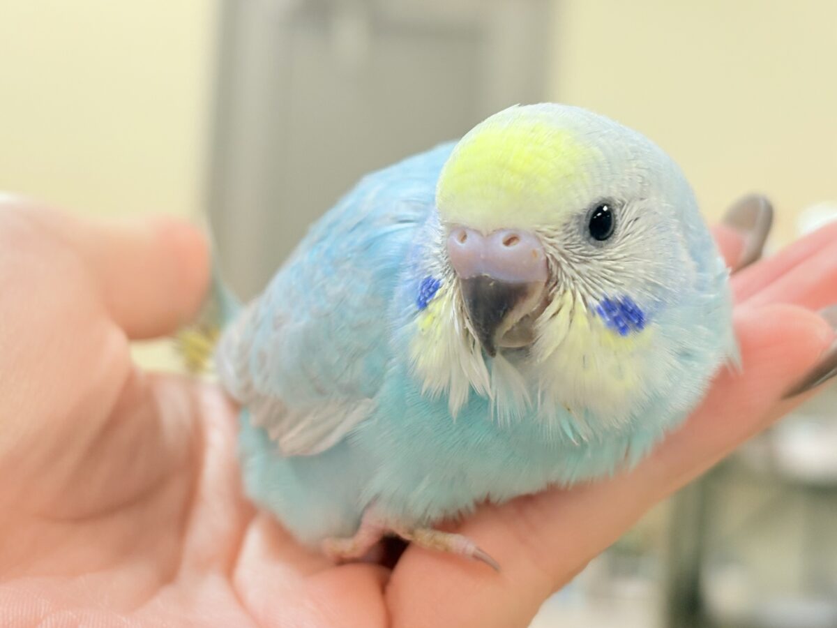 夢見るパステルカラー🩷🦄☁🩵セキセイインコ(パステルレインボー)ヒナ セキセイインコ