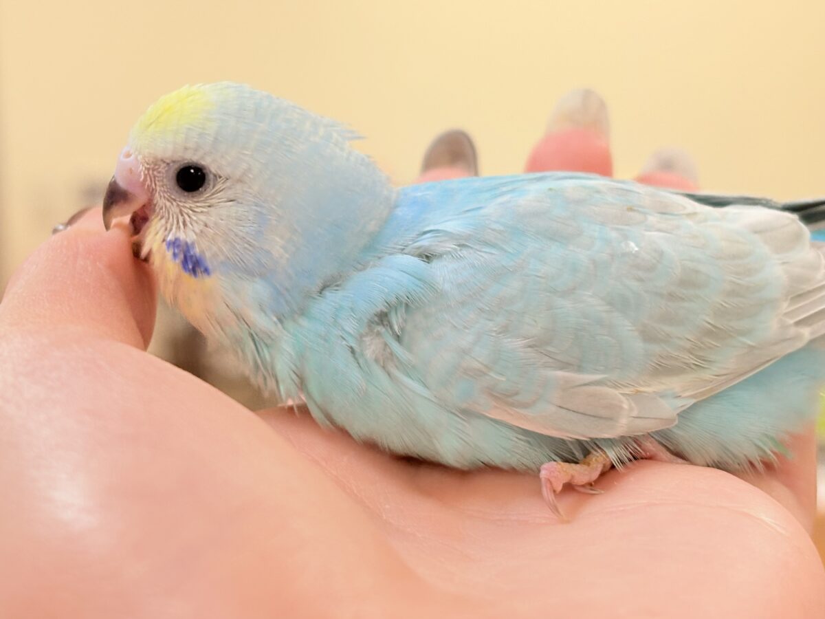 夢見るパステルカラー🩷🦄☁🩵セキセイインコ(パステルレインボー)ヒナ セキセイインコ