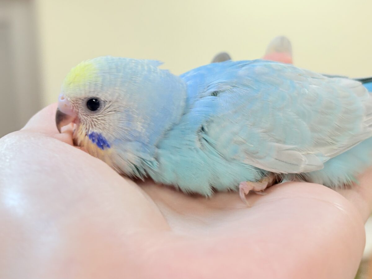 夢見るパステルカラー🩷🦄☁🩵セキセイインコ(パステルレインボー)ヒナ セキセイインコ