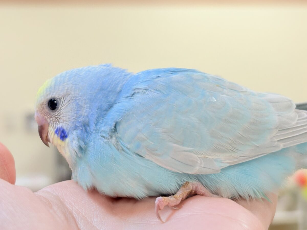 夢見るパステルカラー🩷🦄☁🩵セキセイインコ(パステルレインボー)ヒナ セキセイインコ
