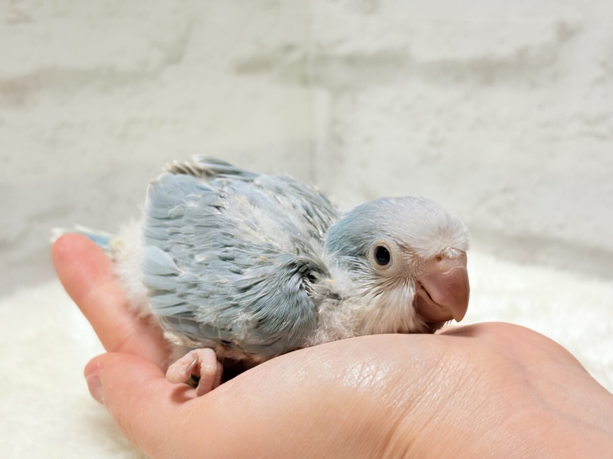 オキナインコ