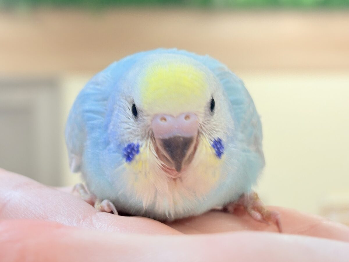 夢見るパステルカラー🩷🦄☁🩵セキセイインコ(パステルレインボー)ヒナ セキセイインコ
