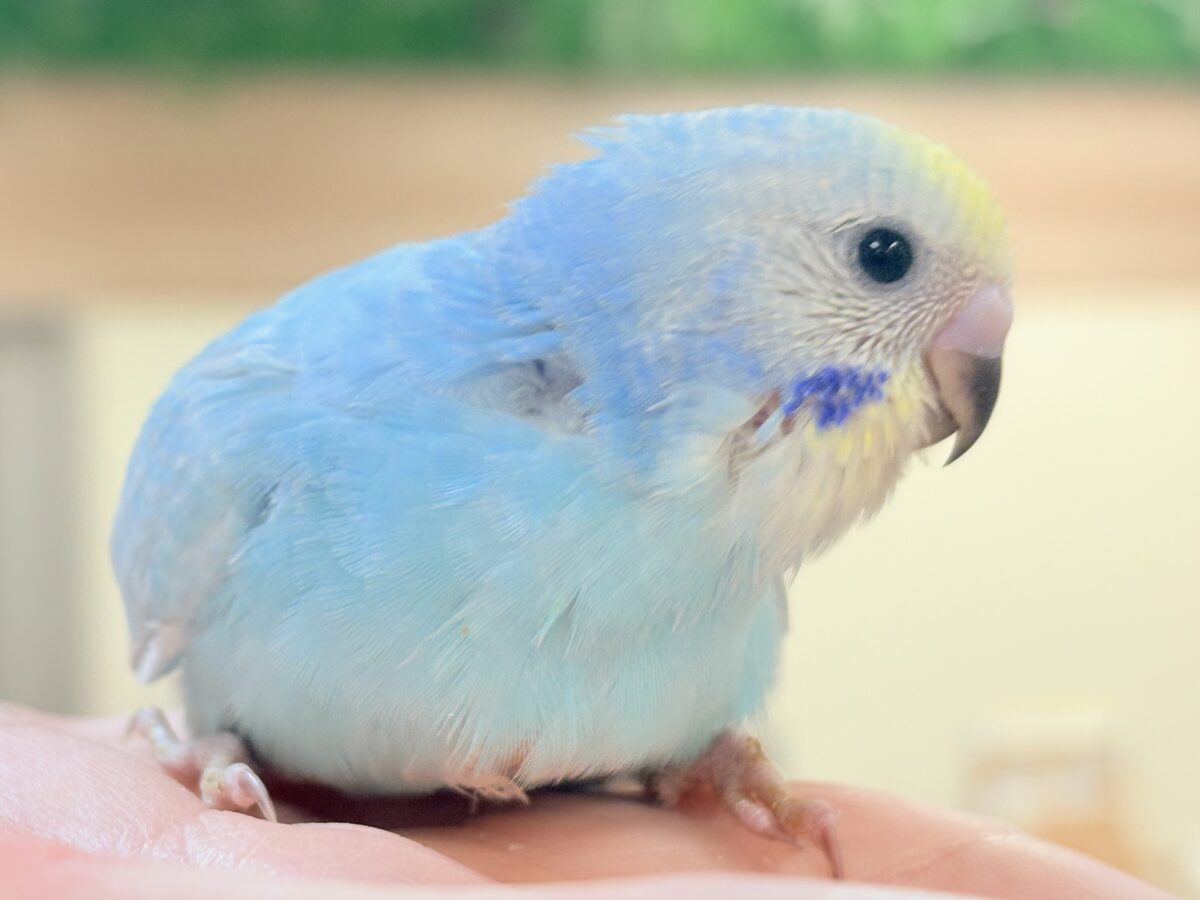 夢見るパステルカラー🩷🦄☁🩵セキセイインコ(パステルレインボー)ヒナ セキセイインコ
