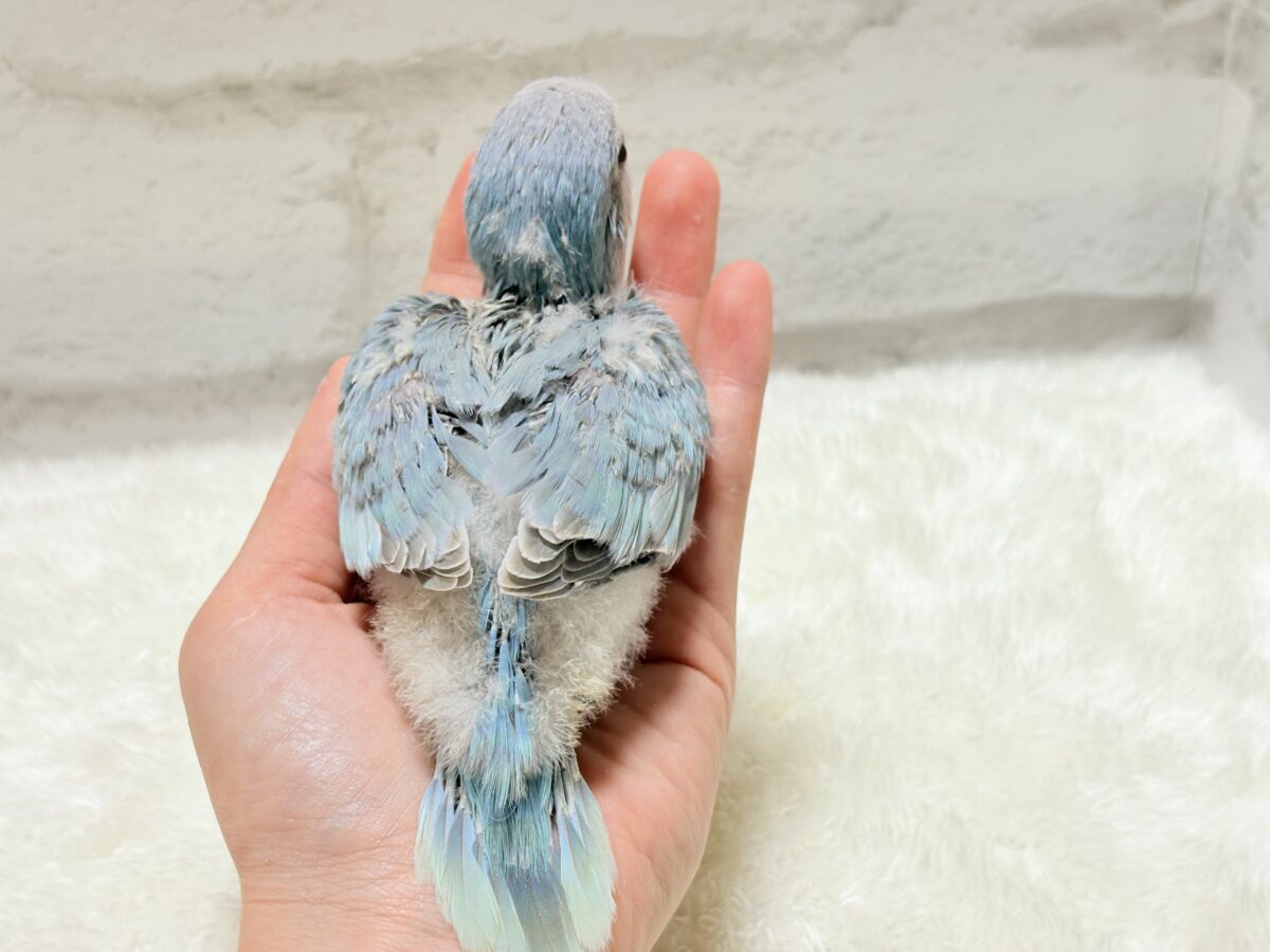 オキナインコ
