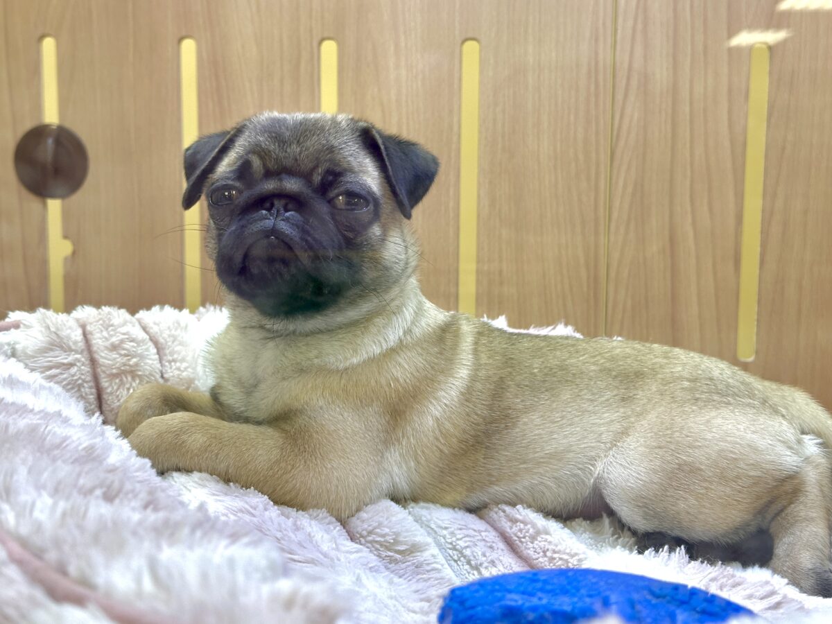 虜になること間違いなし🥺⭐️パグの女の子🐶 パグ
