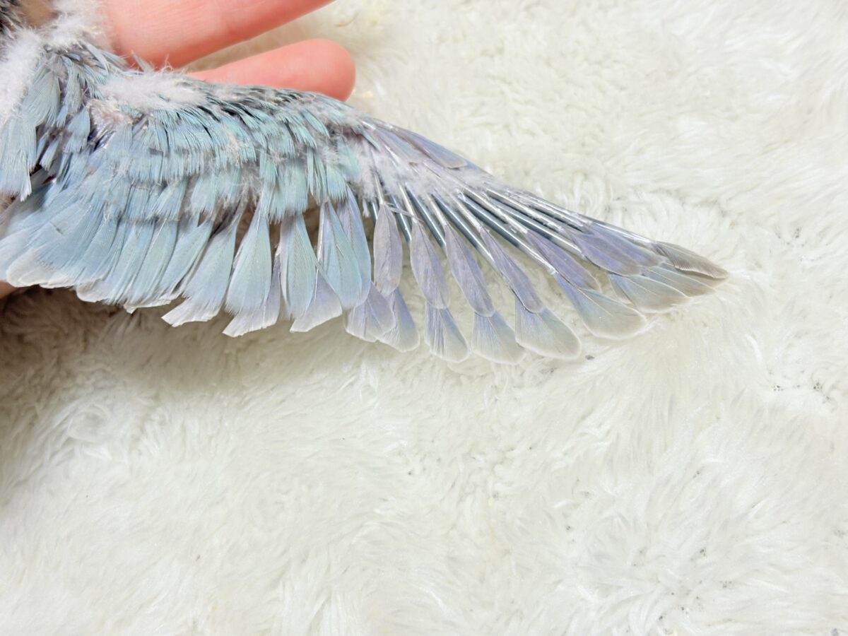 【最新画像・動画更新🪄もうすぐひとり餌☆】おめめがキレイ✨澄んだ瞳が魅力的🐣🫧オキナインコ(ブルーパリド) ヒナ オキナインコ