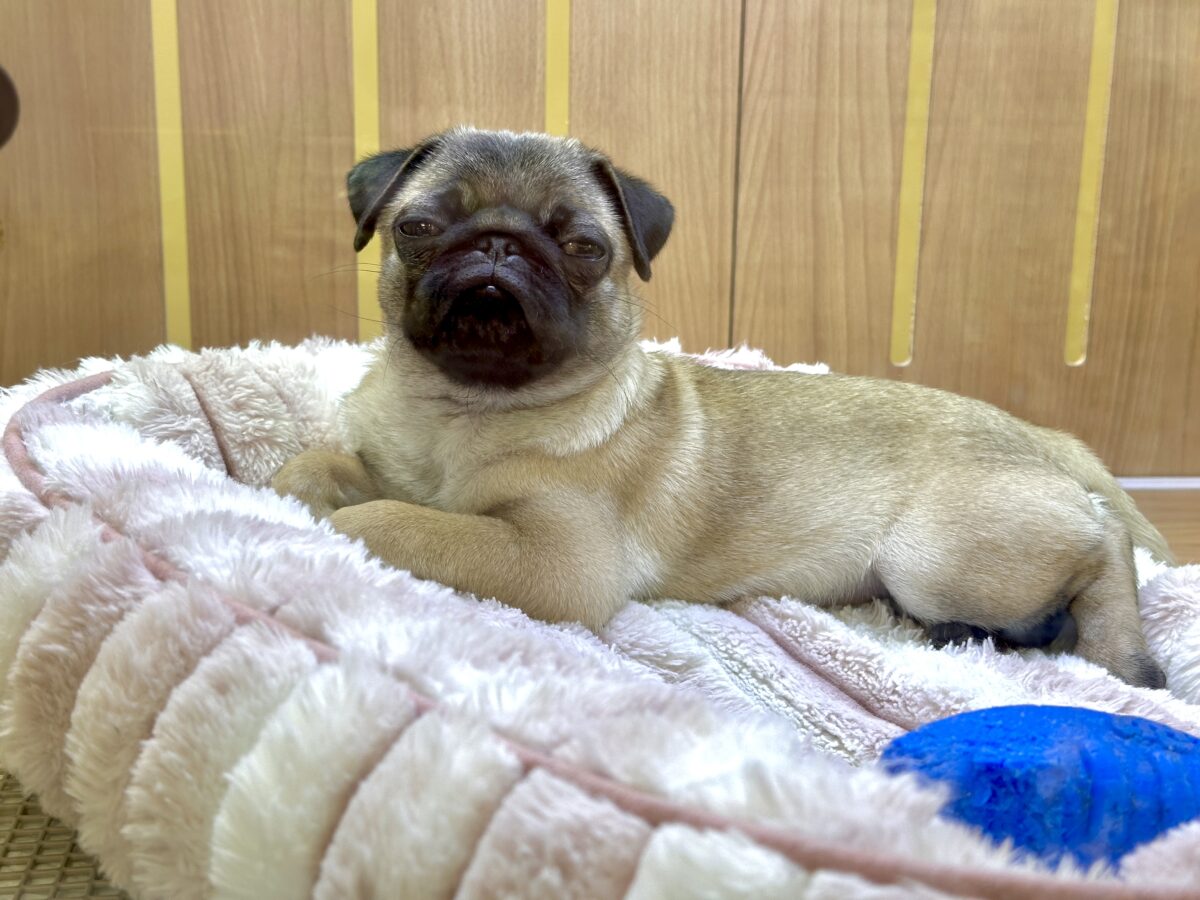 虜になること間違いなし🥺⭐️パグの女の子🐶 パグ