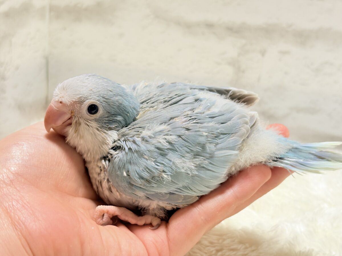 オキナインコ