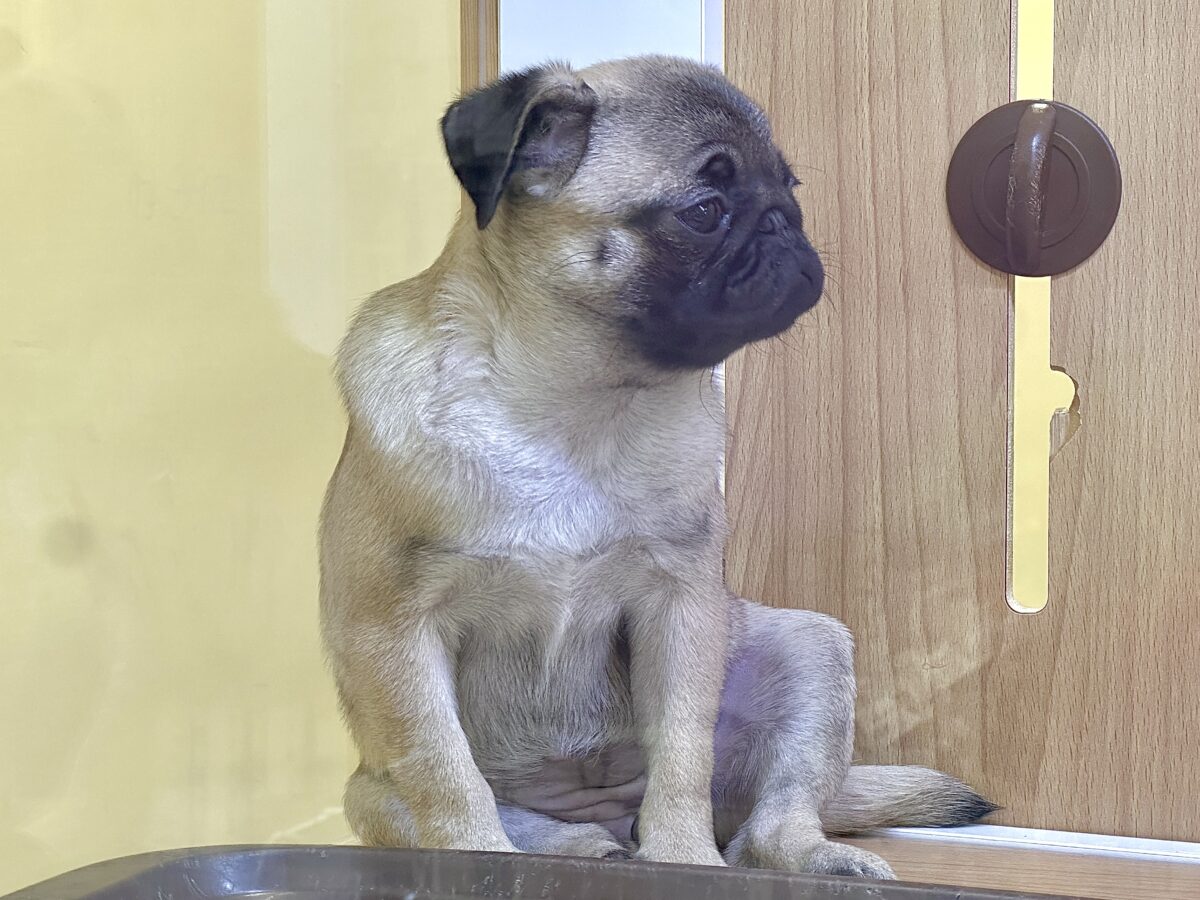 虜になること間違いなし🥺⭐️パグの女の子🐶 パグ