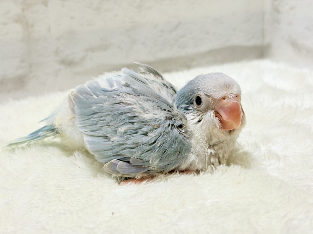 オキナインコ