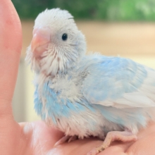 まだまだ夏は終わらせない‼️爽やかセキセイインコ🐬🫧(スパングル)ヒナ