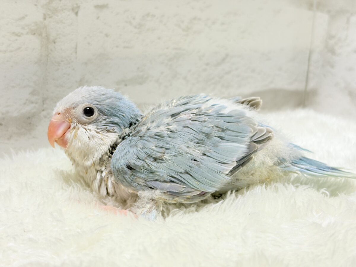 オキナインコ
