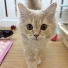 超ホヤホヤ最新画像✨お願い〜ボクからなでて〜♥ラガマフィンくん！