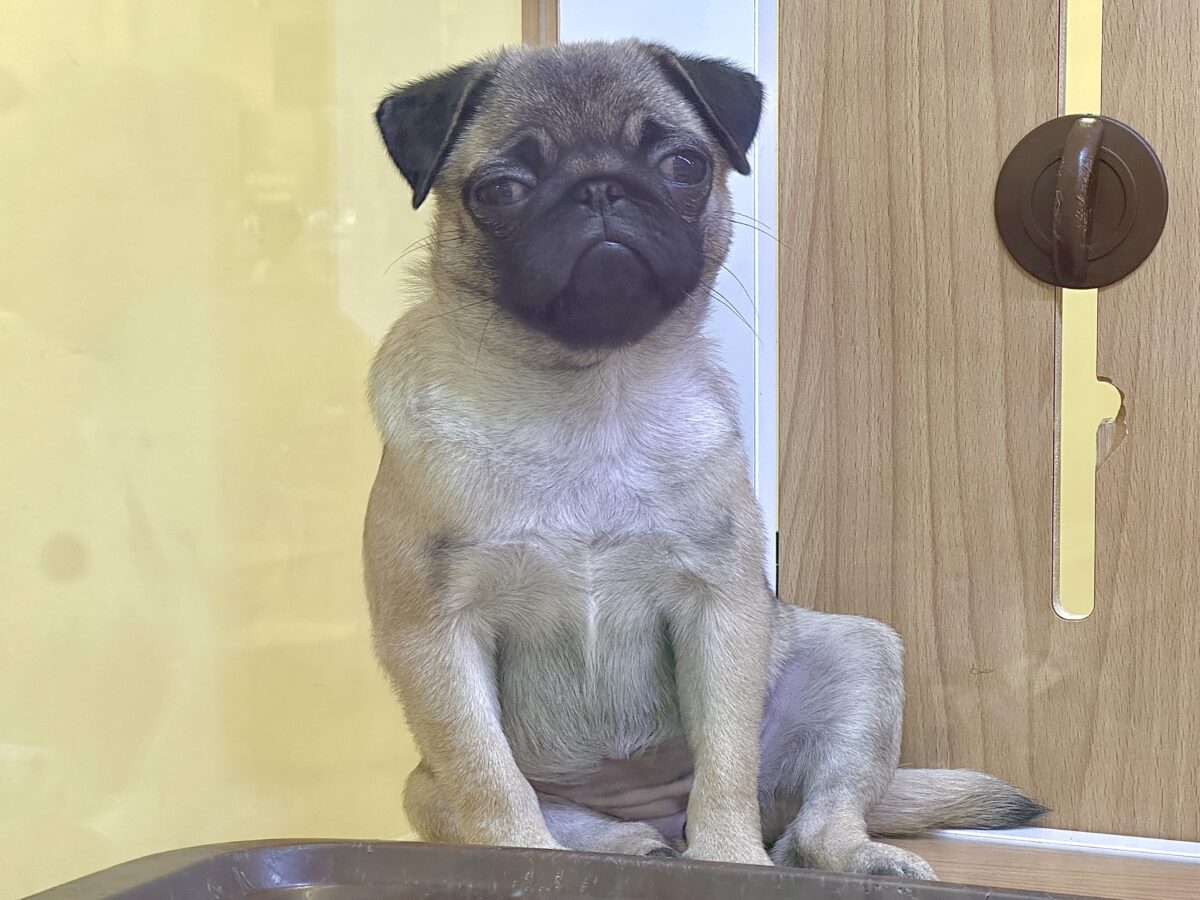 虜になること間違いなし🥺⭐️パグの女の子🐶 パグ
