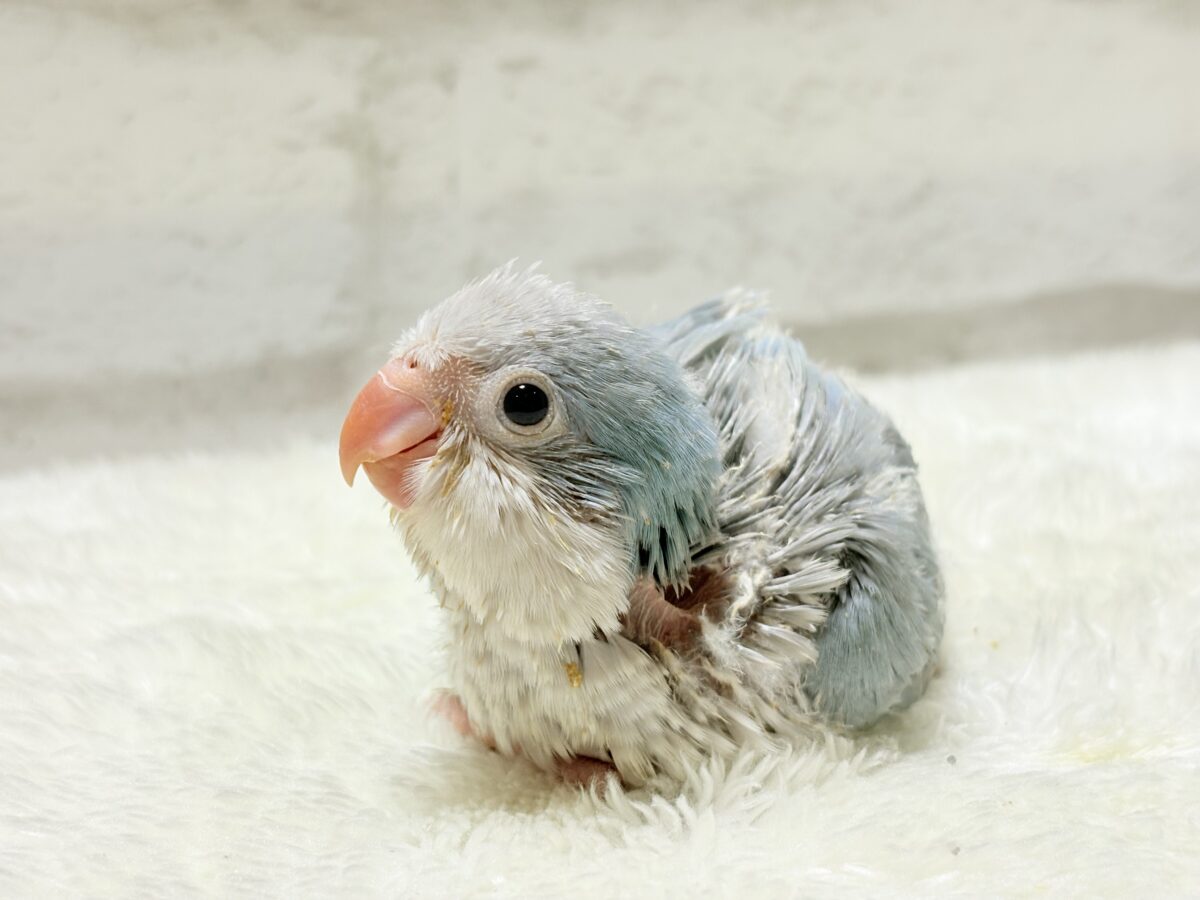 オキナインコ