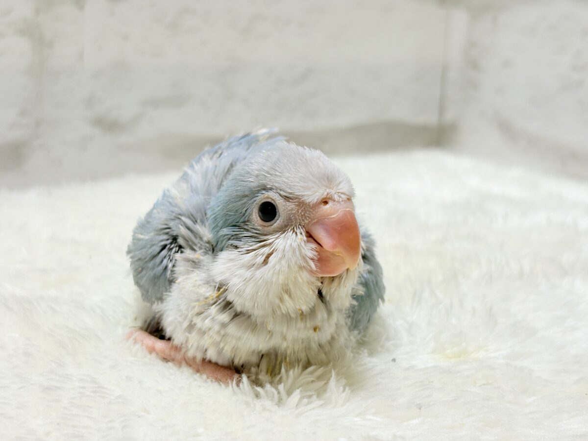 オキナインコ