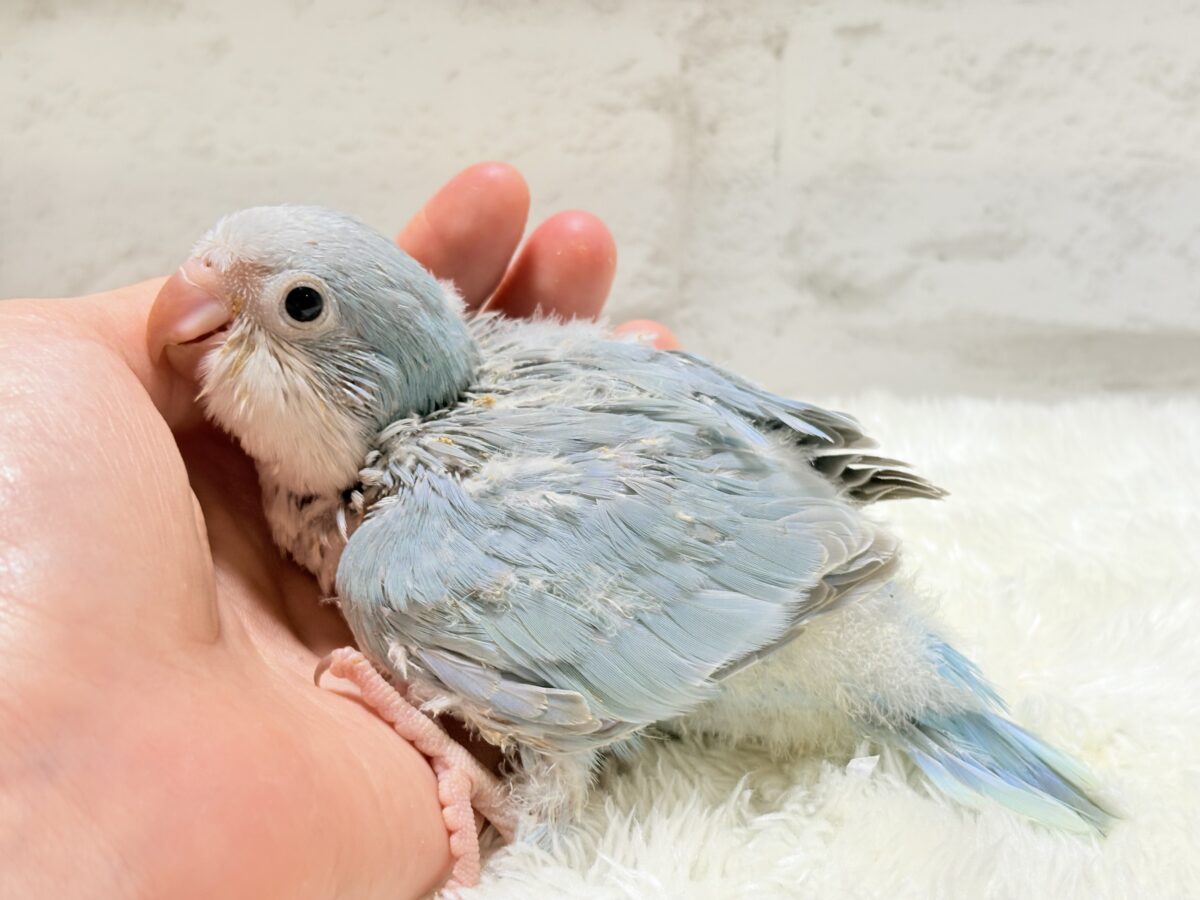 オキナインコ