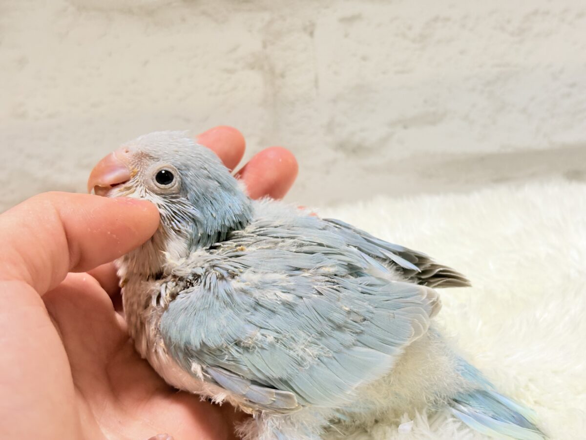 オキナインコ
