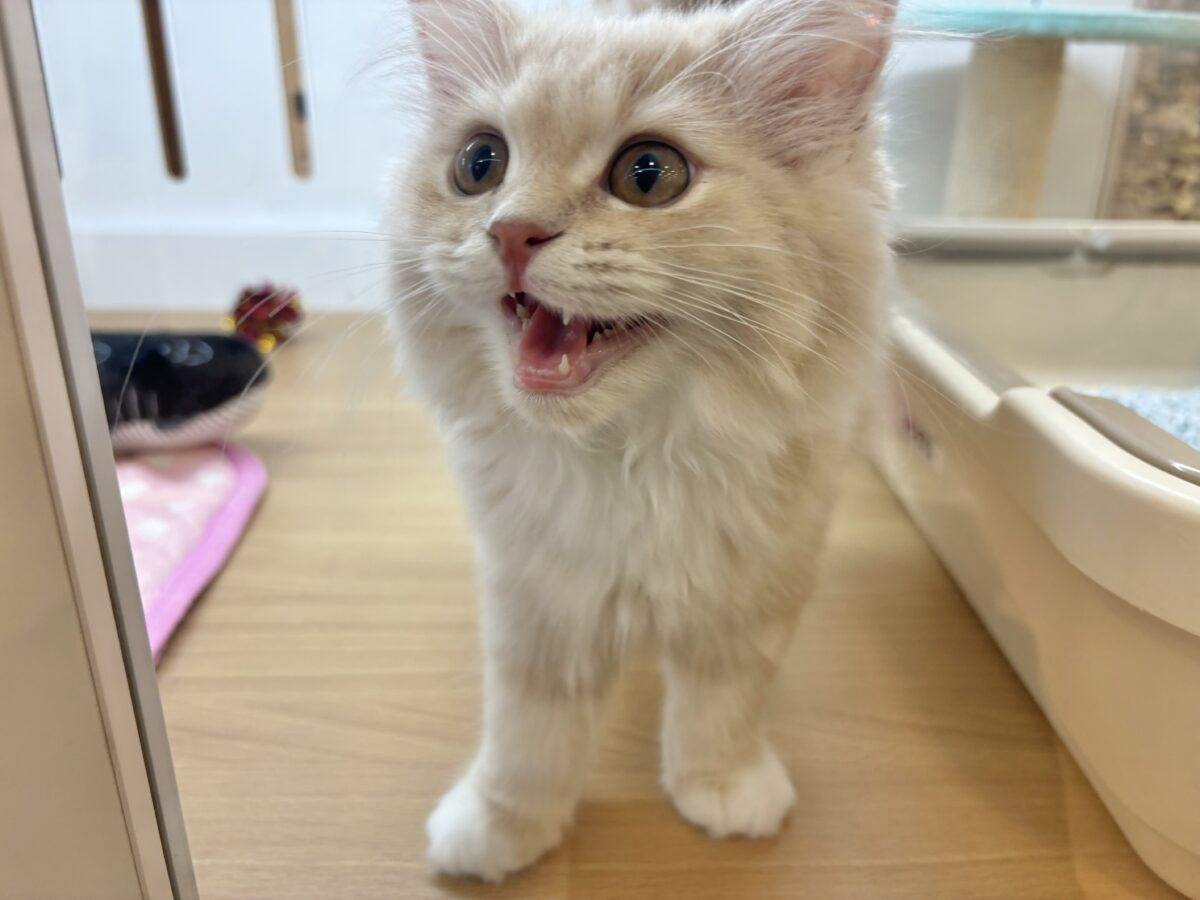 超ホヤホヤ最新画像✨お願い〜ボクからなでて〜♥ラガマフィンくん! ラガマフィン