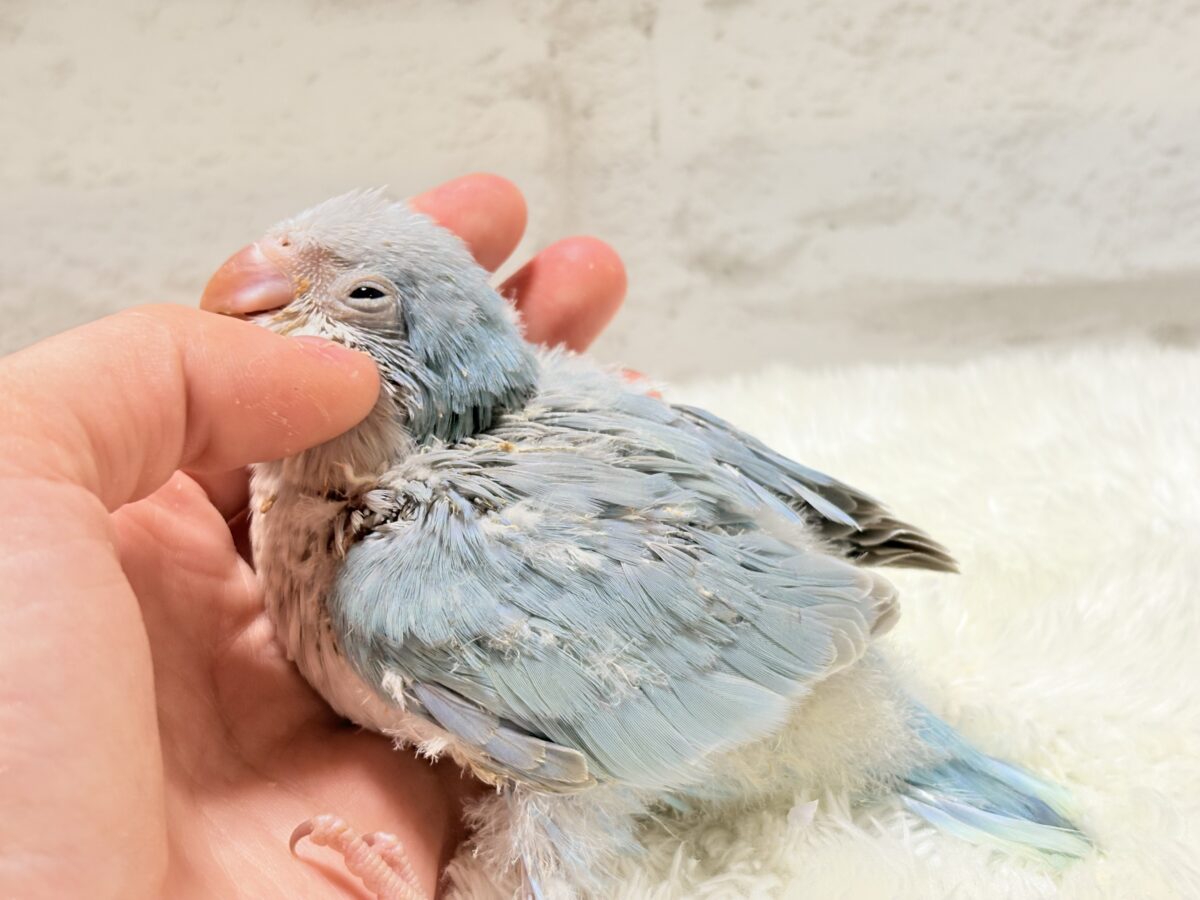 【最新画像・動画更新🪄もうすぐひとり餌☆】おめめがキレイ✨澄んだ瞳が魅力的🐣🫧オキナインコ(ブルーパリド) ヒナ オキナインコ
