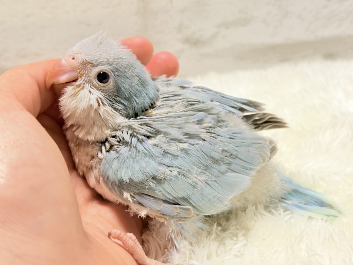 オキナインコ