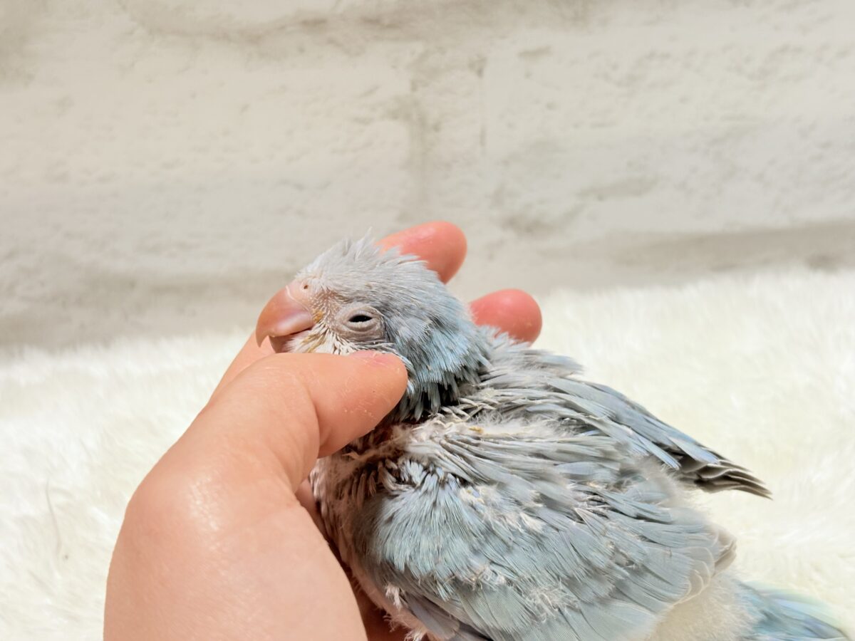 オキナインコ