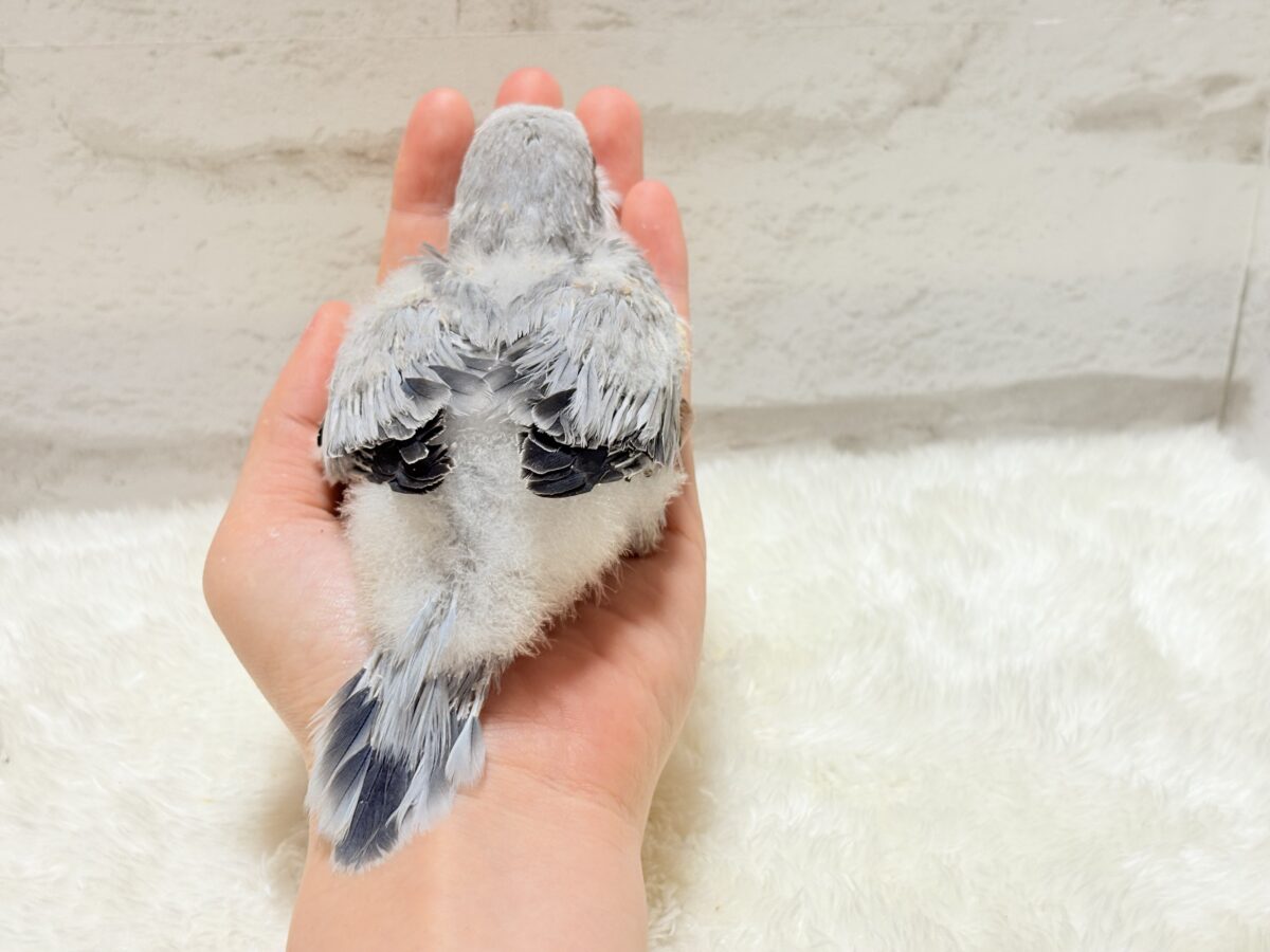 オキナインコ