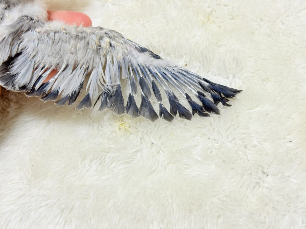 【最新画像更新🪄もうすぐひとり餌☆】誰より鳴くよ♬*°ウケケケケッ🐣🎶⸒⸒オキナインコ(コバルトオパーリン) ヒナ オキナインコ