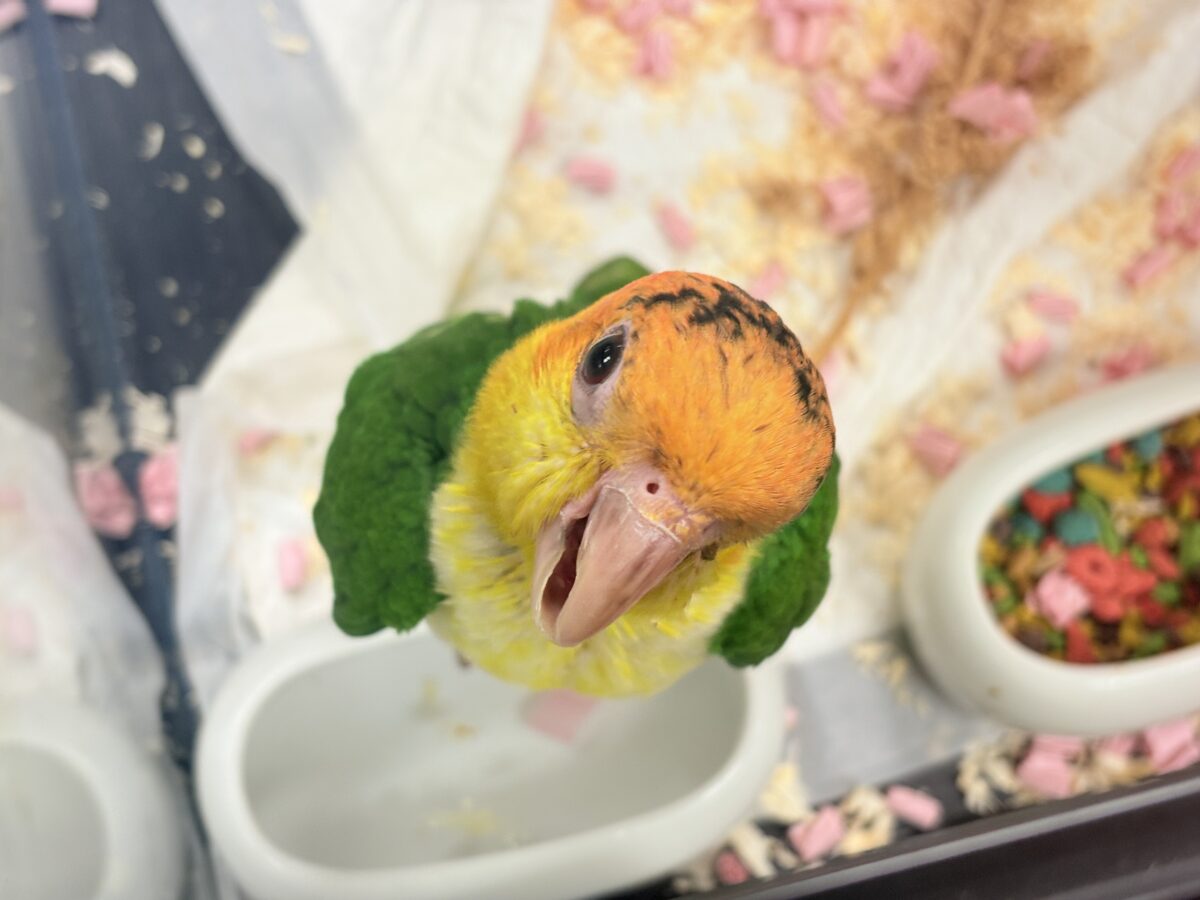 【最新画像】大きなおめめがチャームポイント💛💚シロハラインコ(ヒナ) シロハラインコ