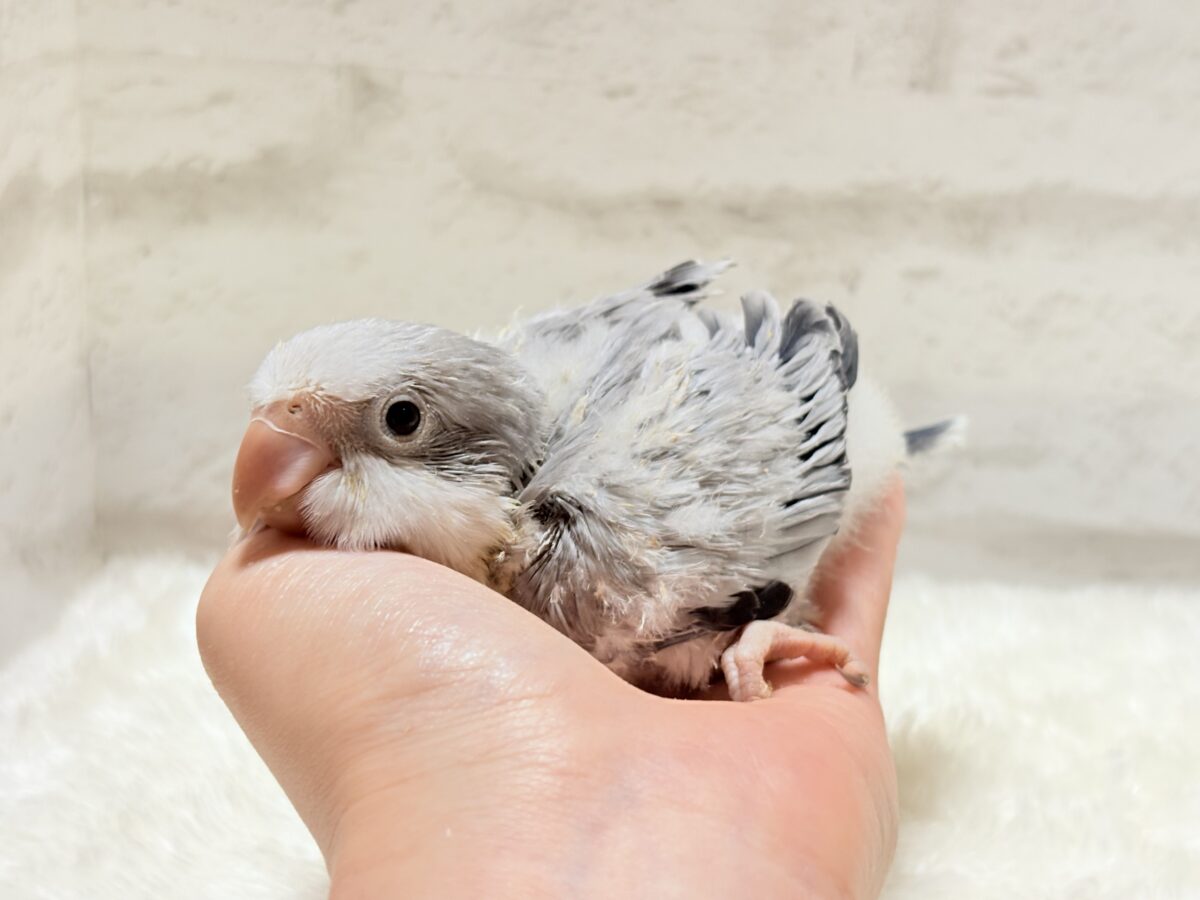 オキナインコ