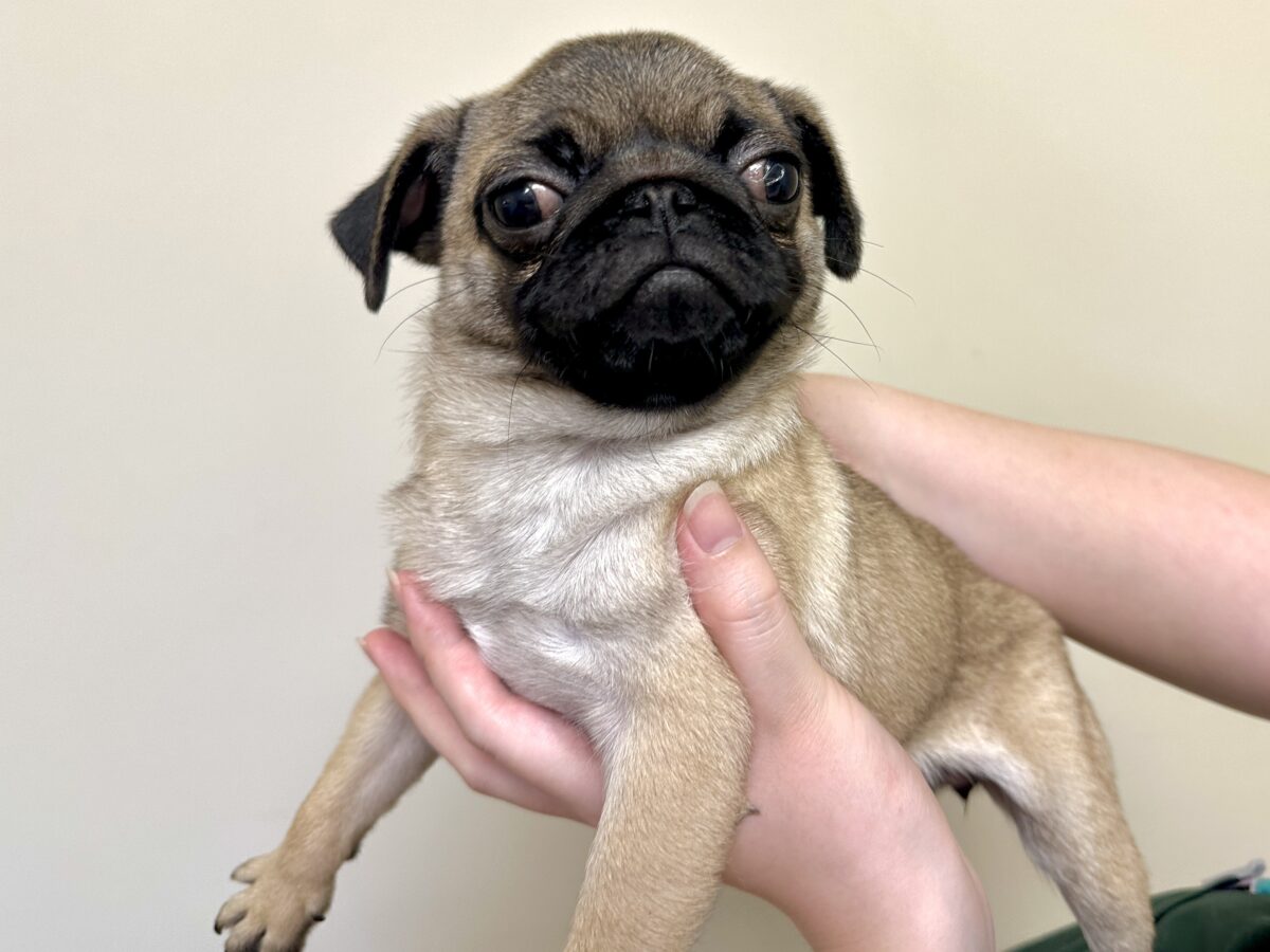 虜になること間違いなし🥺⭐️パグの女の子🐶 パグ