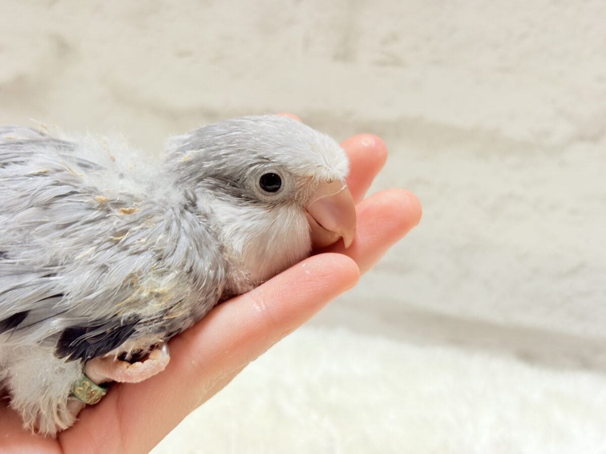 オキナインコ