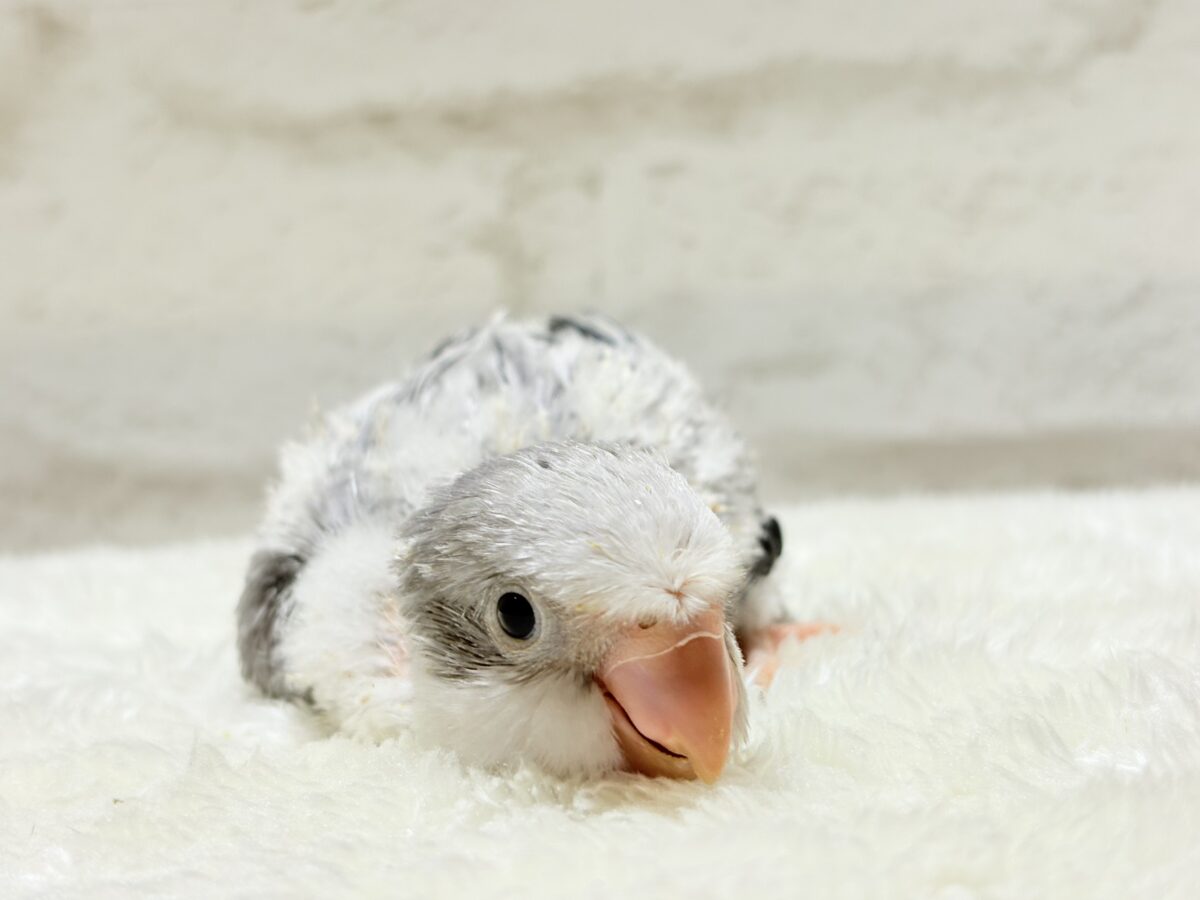 【最新画像更新🪄もうすぐひとり餌☆】誰より鳴くよ♬*°ウケケケケッ🐣🎶⸒⸒オキナインコ(コバルトオパーリン) ヒナ オキナインコ
