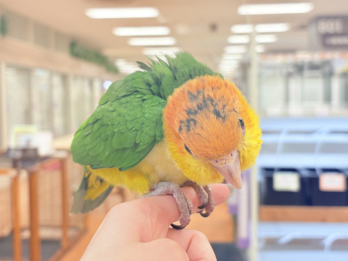 【最新画像】大きなおめめがチャームポイント💛💚シロハラインコ(ヒナ) シロハラインコ