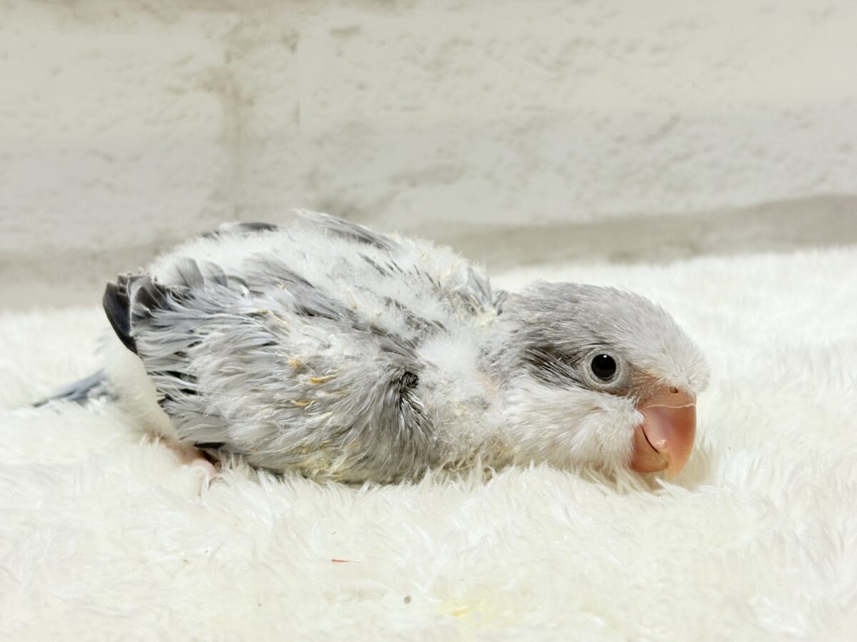 オキナインコ