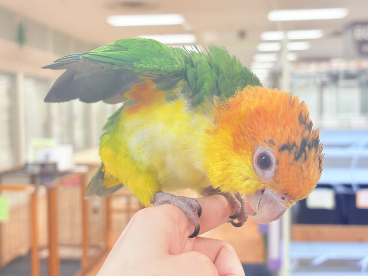 【最新画像】大きなおめめがチャームポイント💛💚シロハラインコ(ヒナ) シロハラインコ