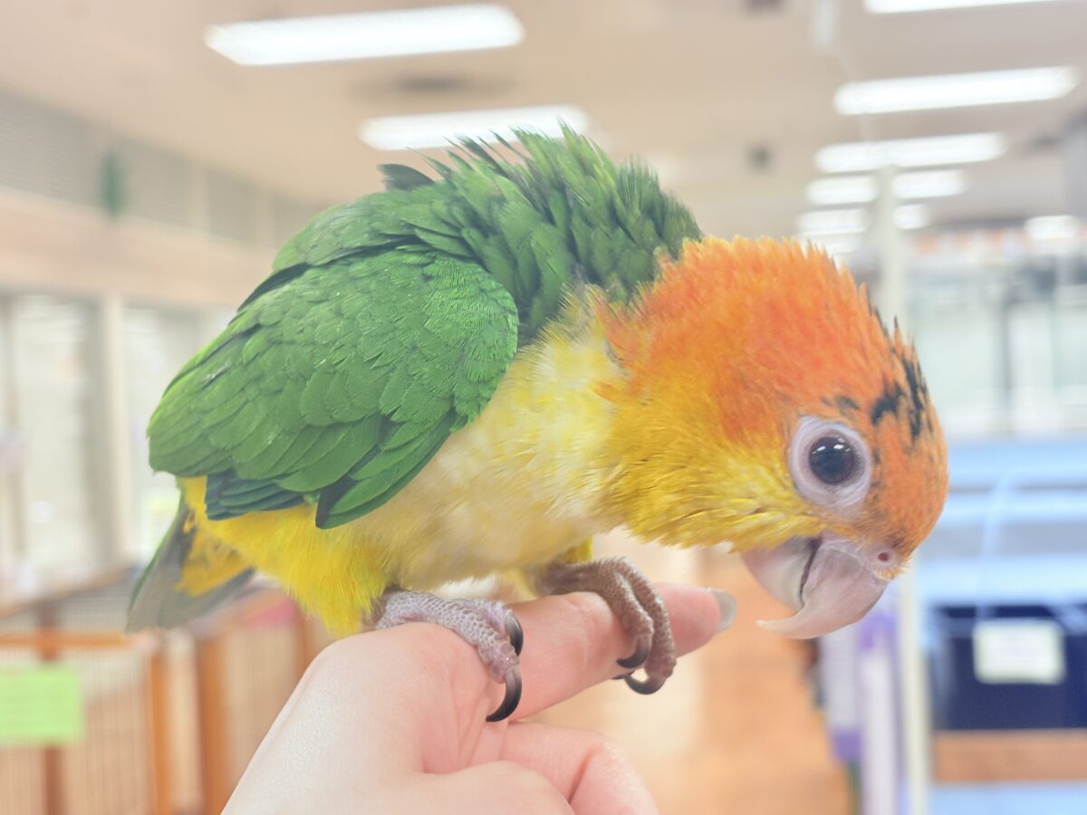 【最新画像】大きなおめめがチャームポイント💛💚シロハラインコ(ヒナ) シロハラインコ