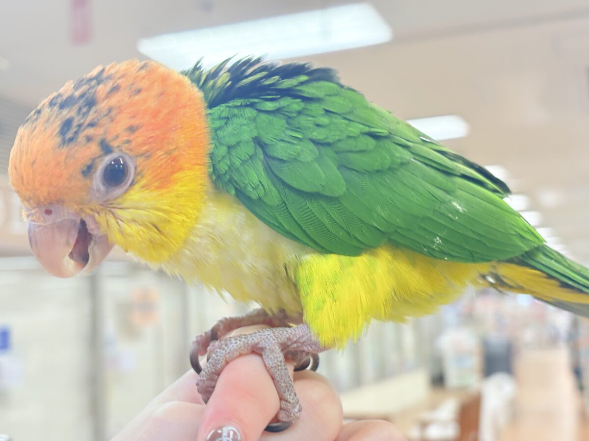 【最新画像】大きなおめめがチャームポイント💛💚シロハラインコ(ヒナ) シロハラインコ
