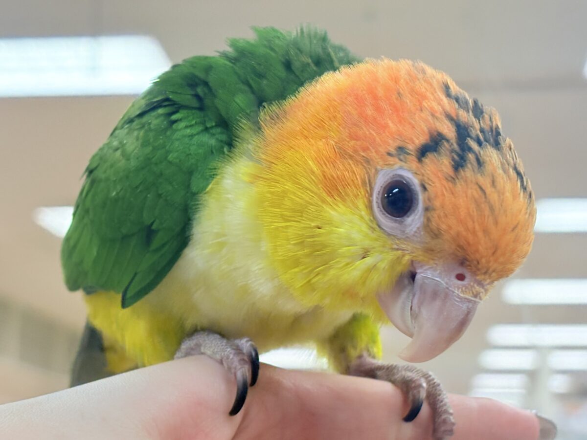 【最新画像】大きなおめめがチャームポイント💛💚シロハラインコ(ヒナ) シロハラインコ