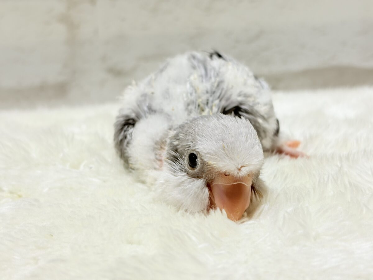 オキナインコ