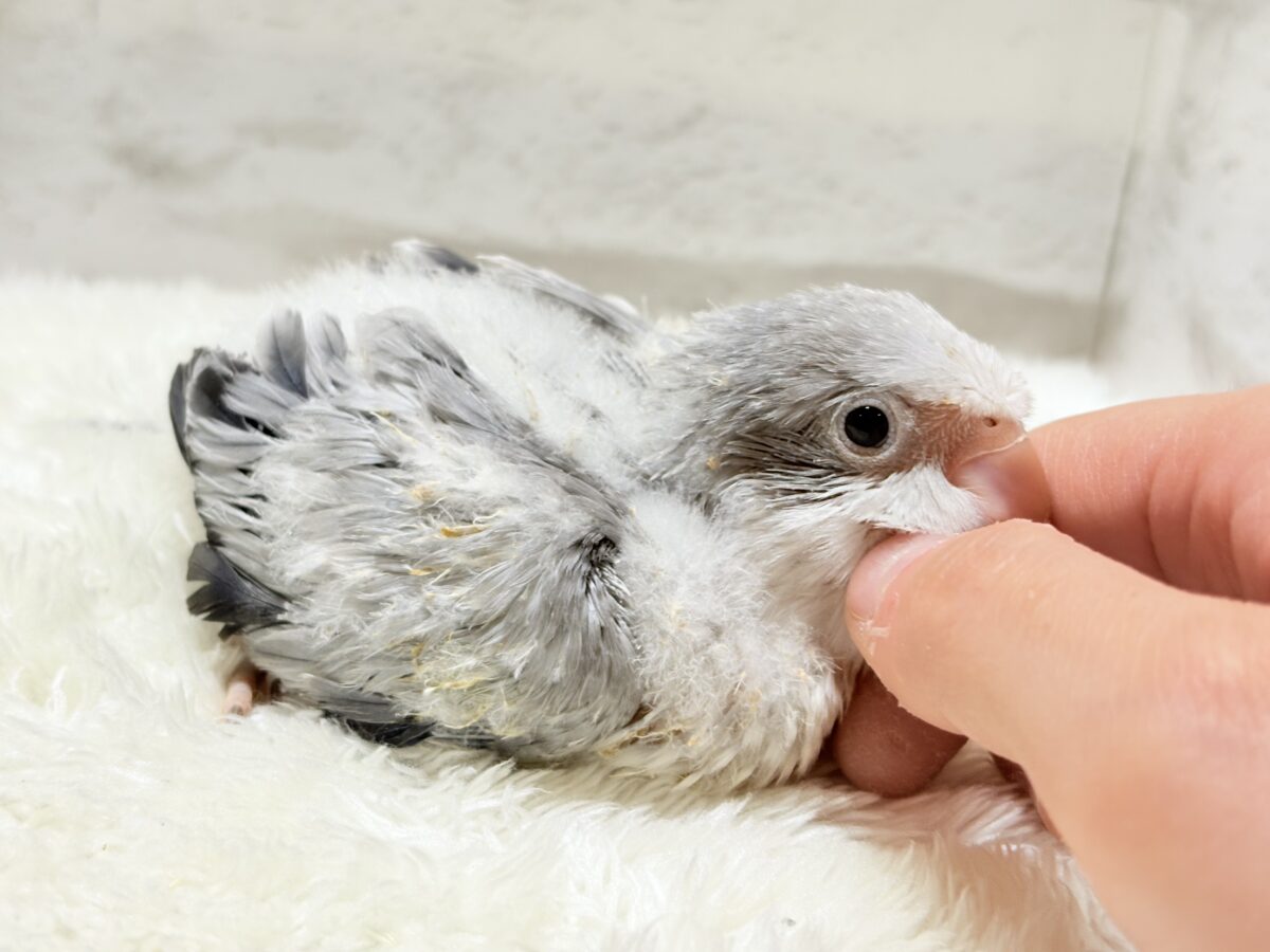 【最新画像更新🪄もうすぐひとり餌☆】誰より鳴くよ♬*°ウケケケケッ🐣🎶⸒⸒オキナインコ(コバルトオパーリン) ヒナ オキナインコ