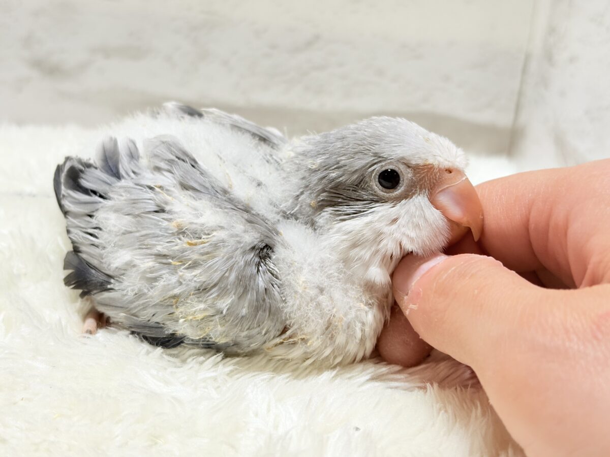 オキナインコ