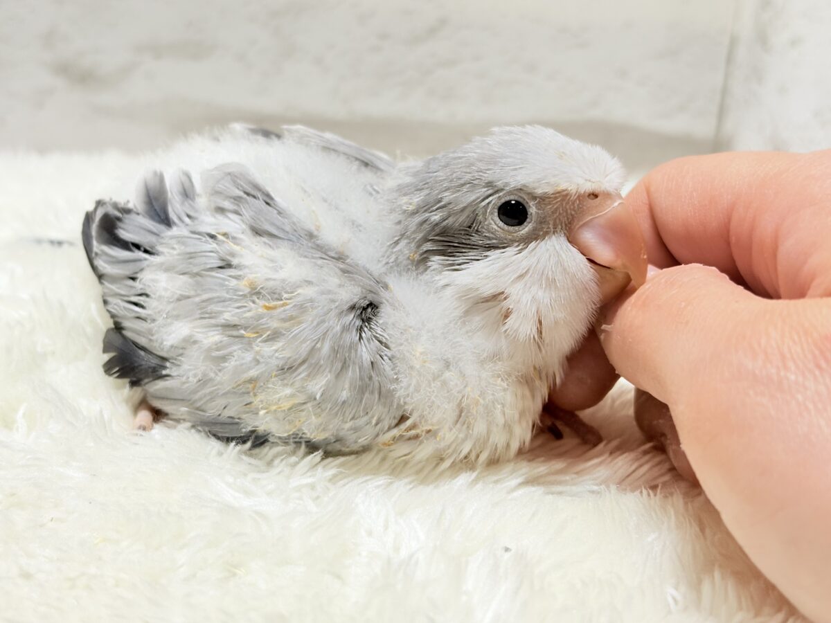 オキナインコ